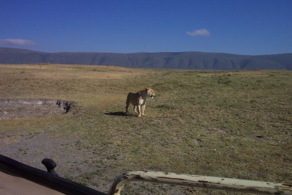 Lions that walked in front of our van to get a drink of water.