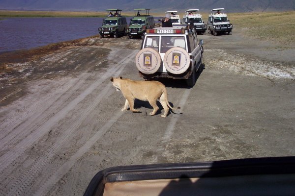 Lions in front of the van