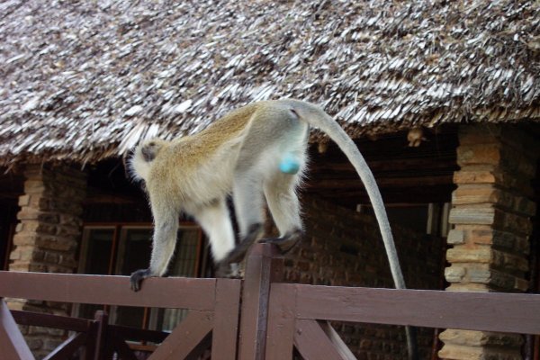 One very proud vervet monkey