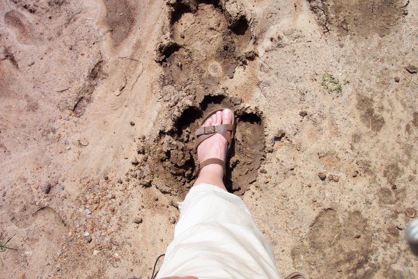 My foot in a hippo footprint.