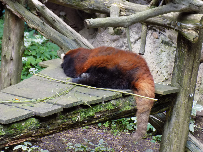 Sleepy female on exhibit in Carnivore Kingdom