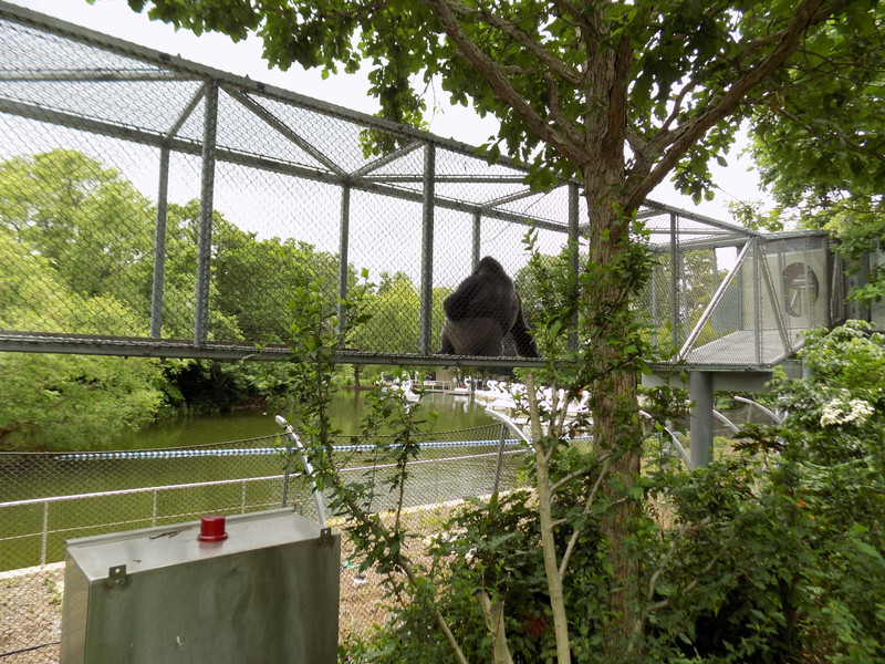 Gorilla in trail system