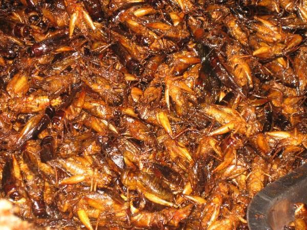 Fried insects anyone?