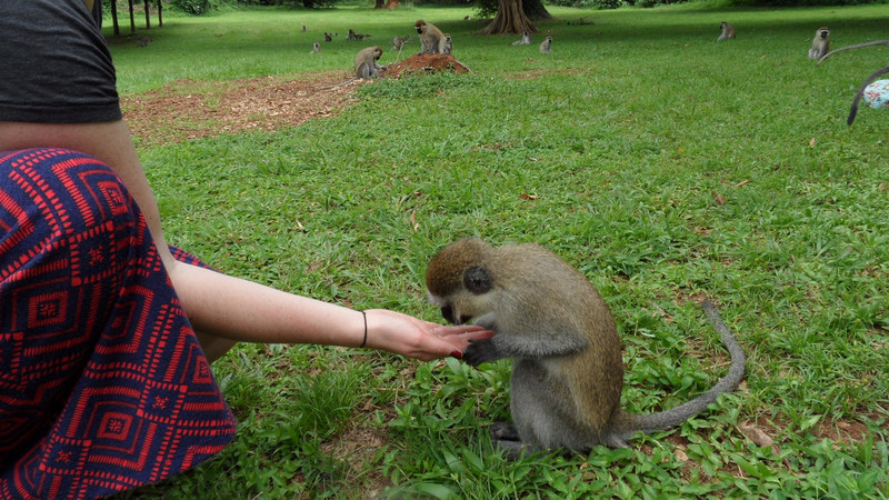 Velvet monkey licking my hand for all the crackers