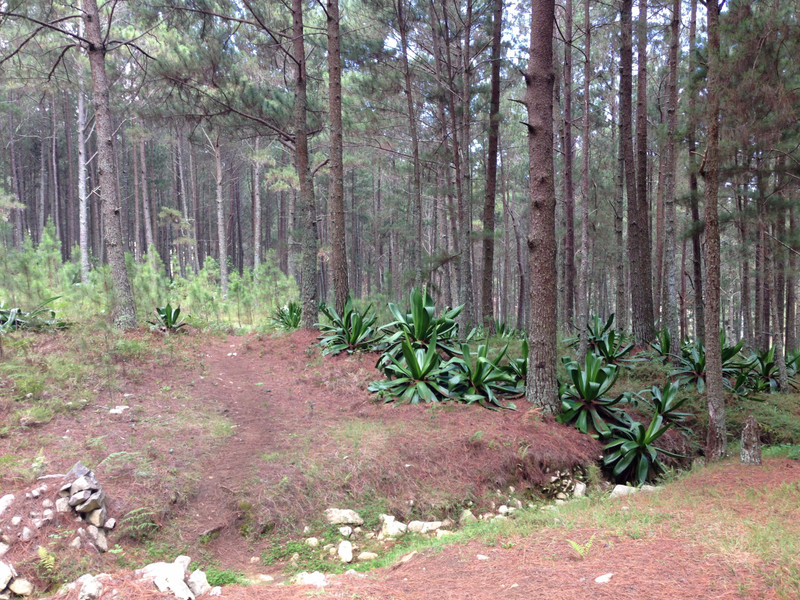 Forêt et agaves