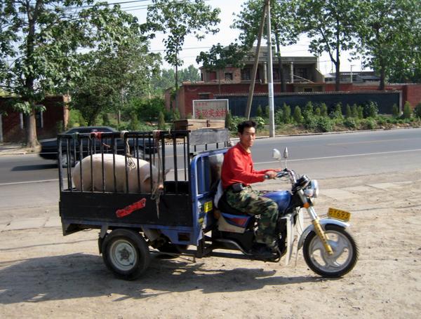 Schweinetransporter