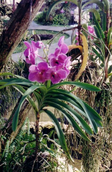 Chiang Mai orchis is thailand !