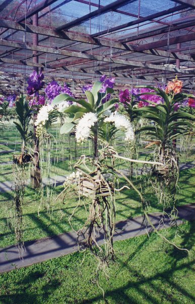 Chiang mai orchid farm