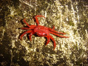 crabe rouge phuket jul08