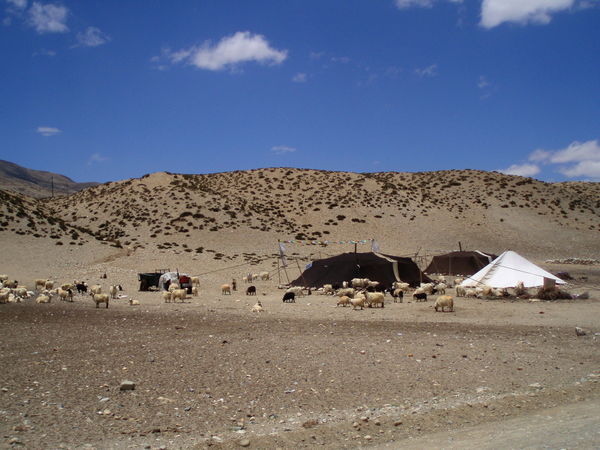 Tibetan Nomad Tents