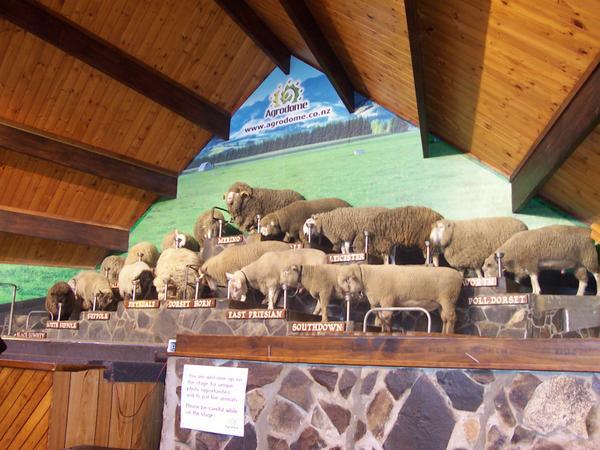 The agrodome!