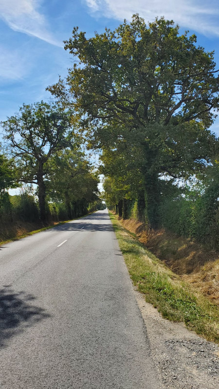 The oaken road