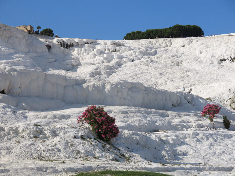 Oleanders in the snow at Pamukkale