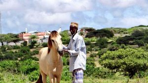 local breed mogadishu horse
