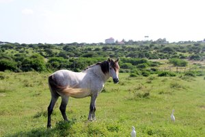 mogadishu horse local breed