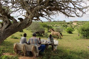 somali safari' 2016