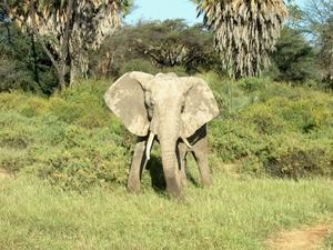 Samburu Elephant