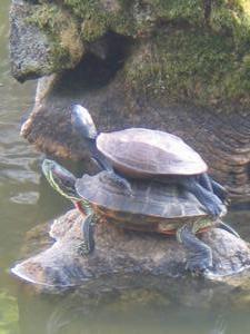 Stacked Turtles