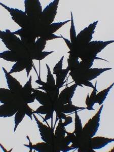 Mini maple leafs