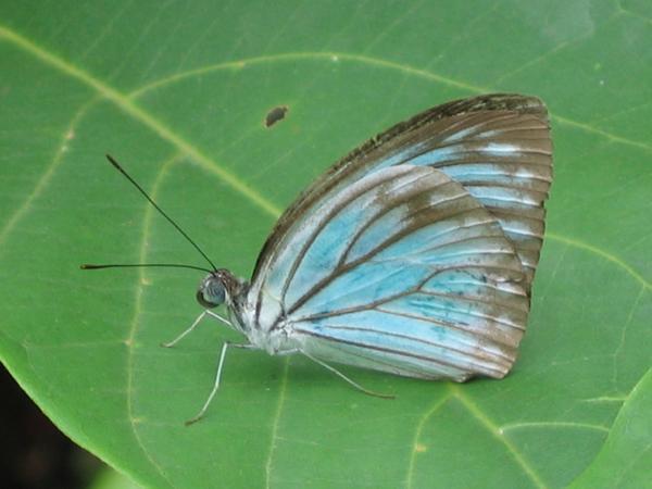 Butterfly Blue