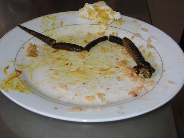 snake meal remnants