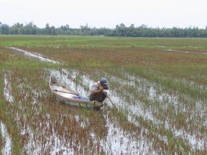 Rice Field Boatman