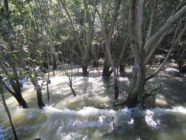 Mangrove waves
