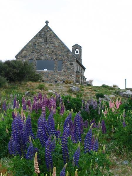 Church and Lupins