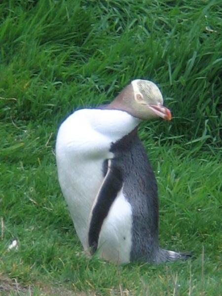 A Yellow Crested Penguin