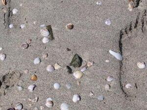 Sand shells and feet