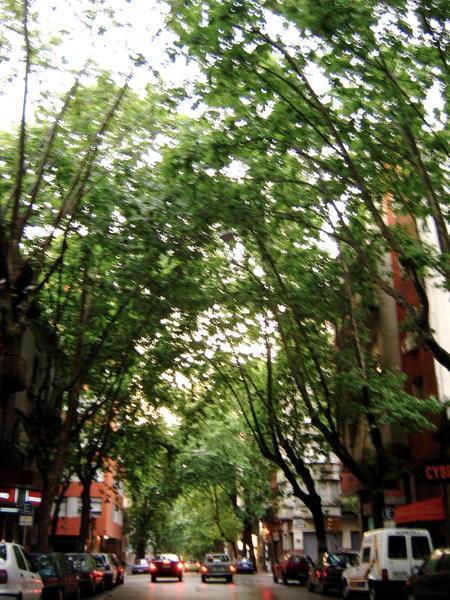 Tree Lined Streets