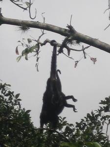 Monkey Hanging