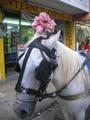 Horse and Flower