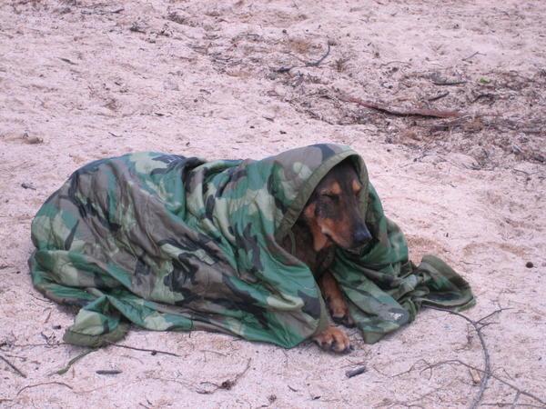 Doggy Blanket