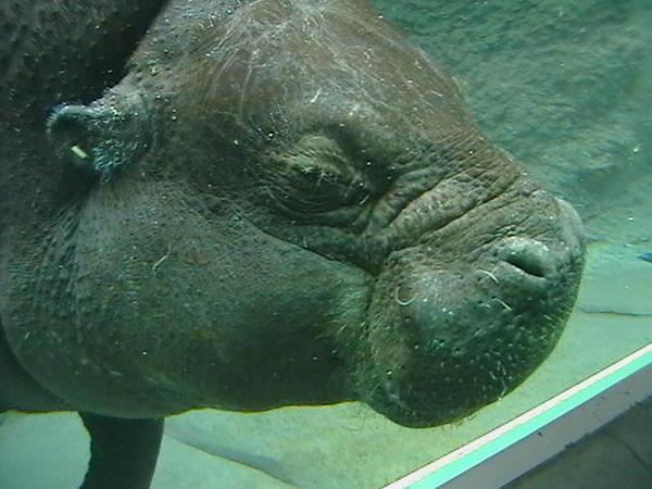 Hippo Swim