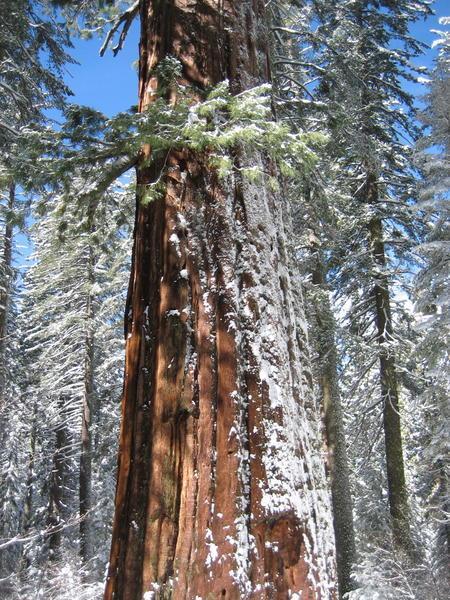 The Sequoia