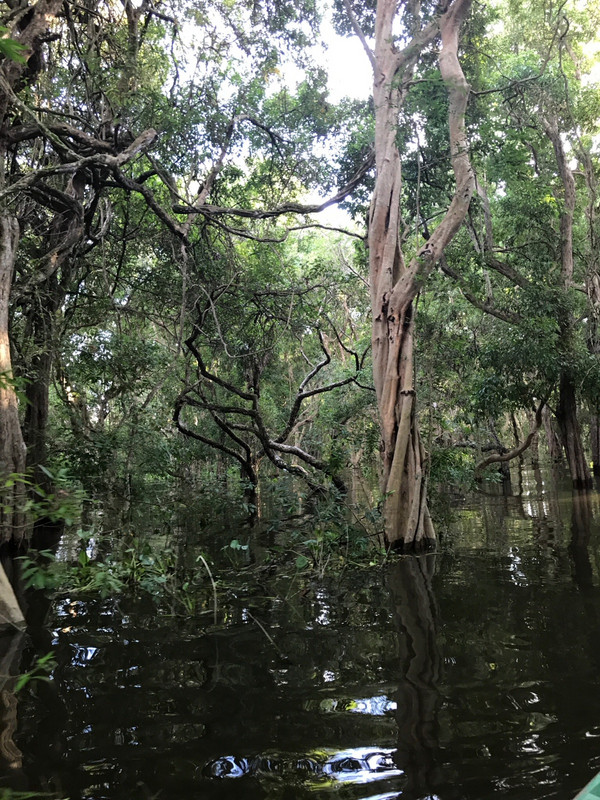 the flooded forest.