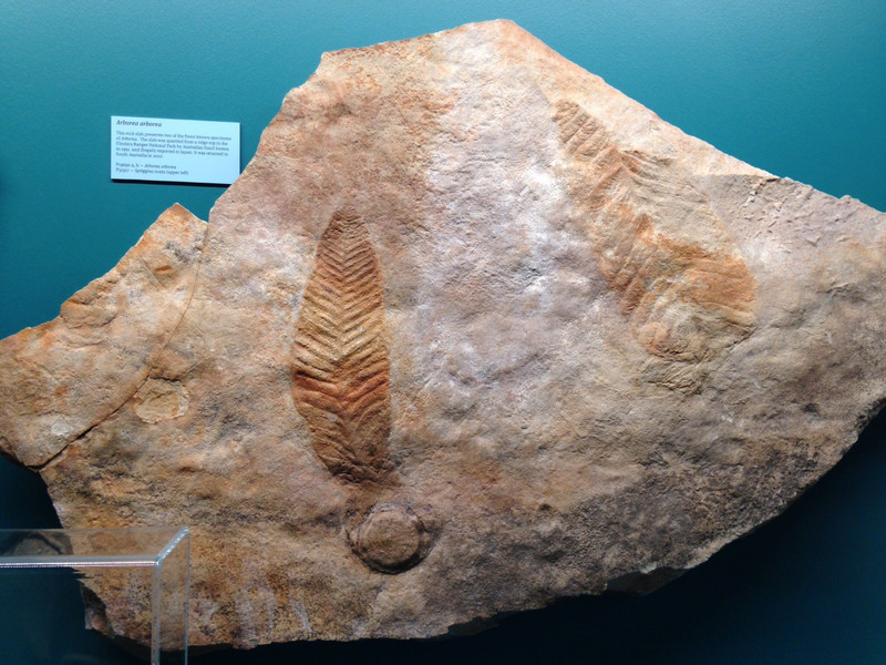 Leaf fossils 