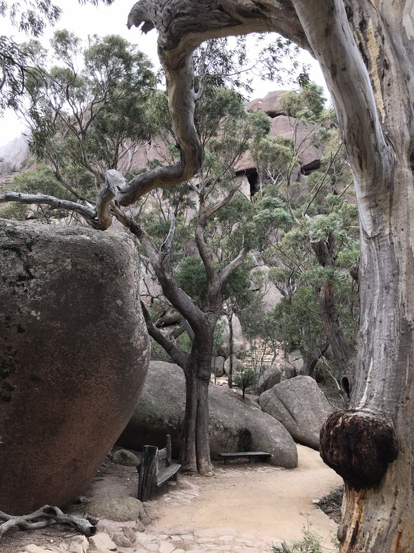 Trees and rocks 