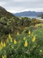 The Neck , Lake Hawea