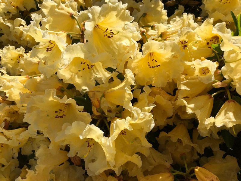 And the rhododendrons are out 