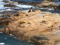 Seals at Shag Point 
