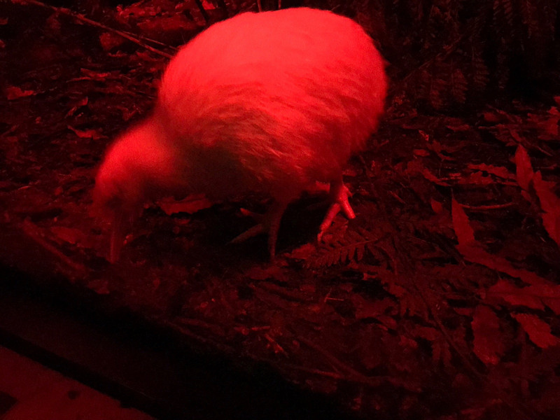 White Kiwi.. Under red lamps.