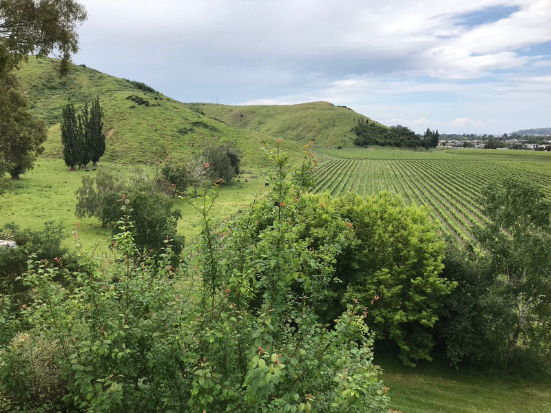 one of many vineyards 