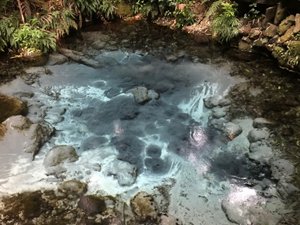 Rotorua...Fairy Springs 