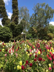 In Government Gardens. Rotorua 