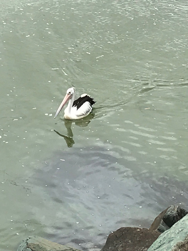 Pelicans in Forster