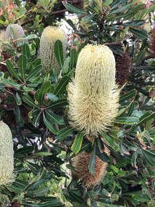 I love Banksia