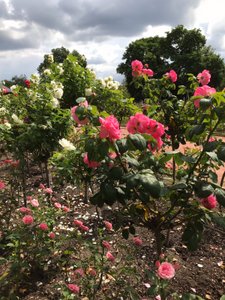 Dresden Rose Garden