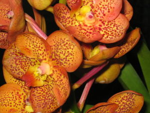 Orange Orchid?